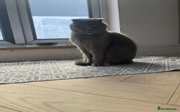 Scottish Fold cats for sale: Blue Scottish Fold shorthair male cat  - Image 1