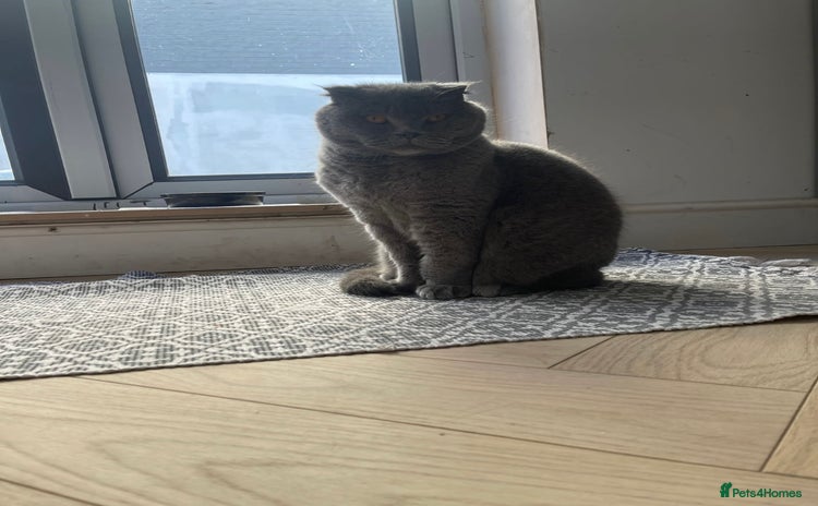 Scottish Fold cats - Advert 6