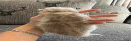 British Shorthair cats for sale: British shorthair  - Advert 16