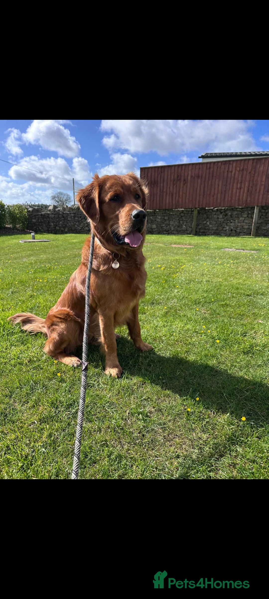 Golden Retriever dogs for sale: KC golden retriever Male puppy 12 months old  - Advert 3