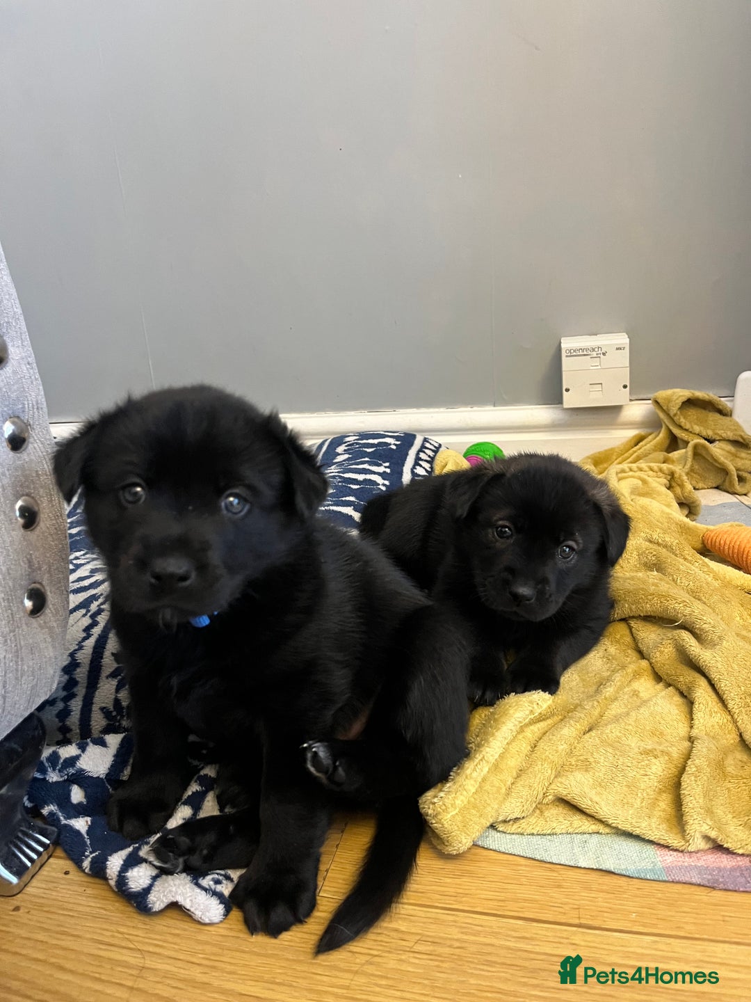 Mixed Breed dogs for sale: 8 beautiful puppies for sale - Advert 5