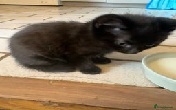 Mixed Breed cats for sale: 2 and half month old kittens for adoption! - Image 6