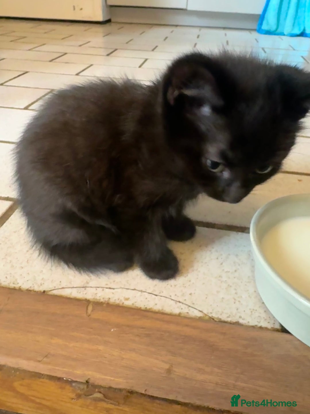 Mixed Breed cats for sale: 2 and half month old kittens for adoption! - Image 6