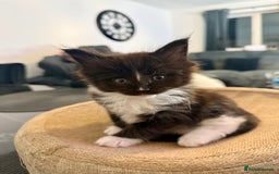 Maine Coon cats for sale:  Adorable Ragdoll x Maine Coon Kittens  - Image 2