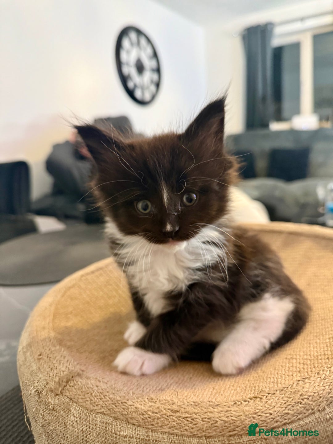 Maine Coon cats for sale:  Adorable Ragdoll x Maine Coon Kittens  - Image 2