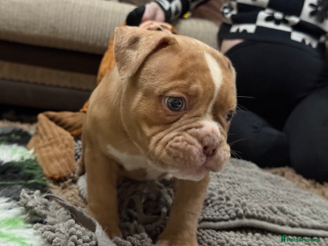 Olde English Bulldogge dogs for sale: (Reduced) Olde English Bulldogges puppies  - Advert 3