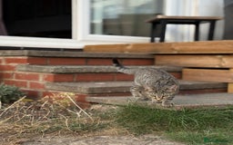 Mixed Breed cats for sale: 6 month old for re home  - Advert 2