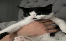 British Shorthair cats for sale: 2 female kittens - Image 1