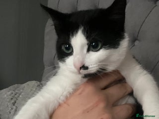 British Shorthair cats - Advert 34