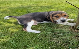 Beagle dogs for sale: Quality Purebred BEAGLE Puppies (FOOT BEAGLES) - Image 5