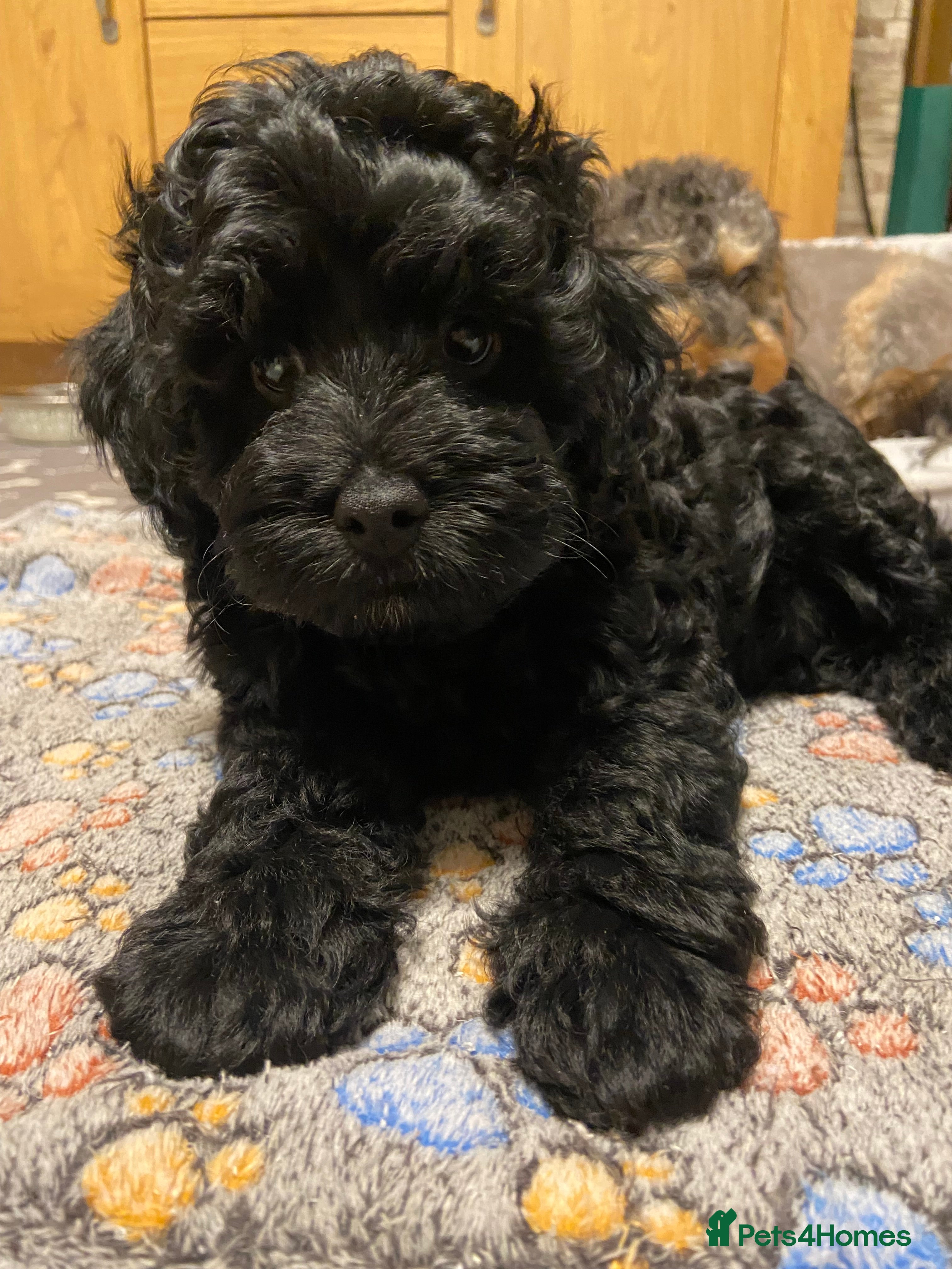 Cavapoo dogs  Beautiful black boy is available - Advert 20
