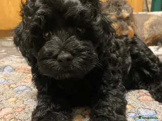 Cavapoo dogs Beautiful black boy is available - Advert 20