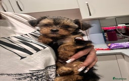 Yorkshire Terrier dogs for sale: Miniature yorkie - Image 8