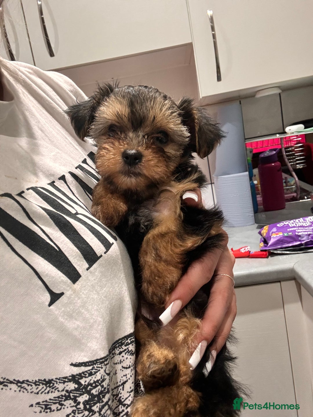 Yorkshire Terrier dogs for sale: Miniature yorkie - Image 8