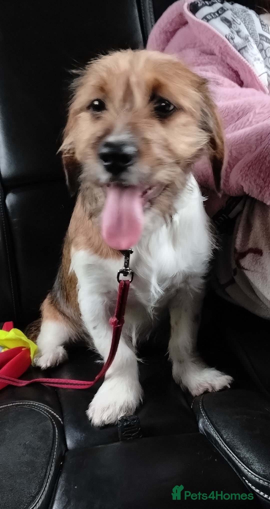 Mixed Breed dogs for sale: Shweenie pup looking for forever home - Advert 4