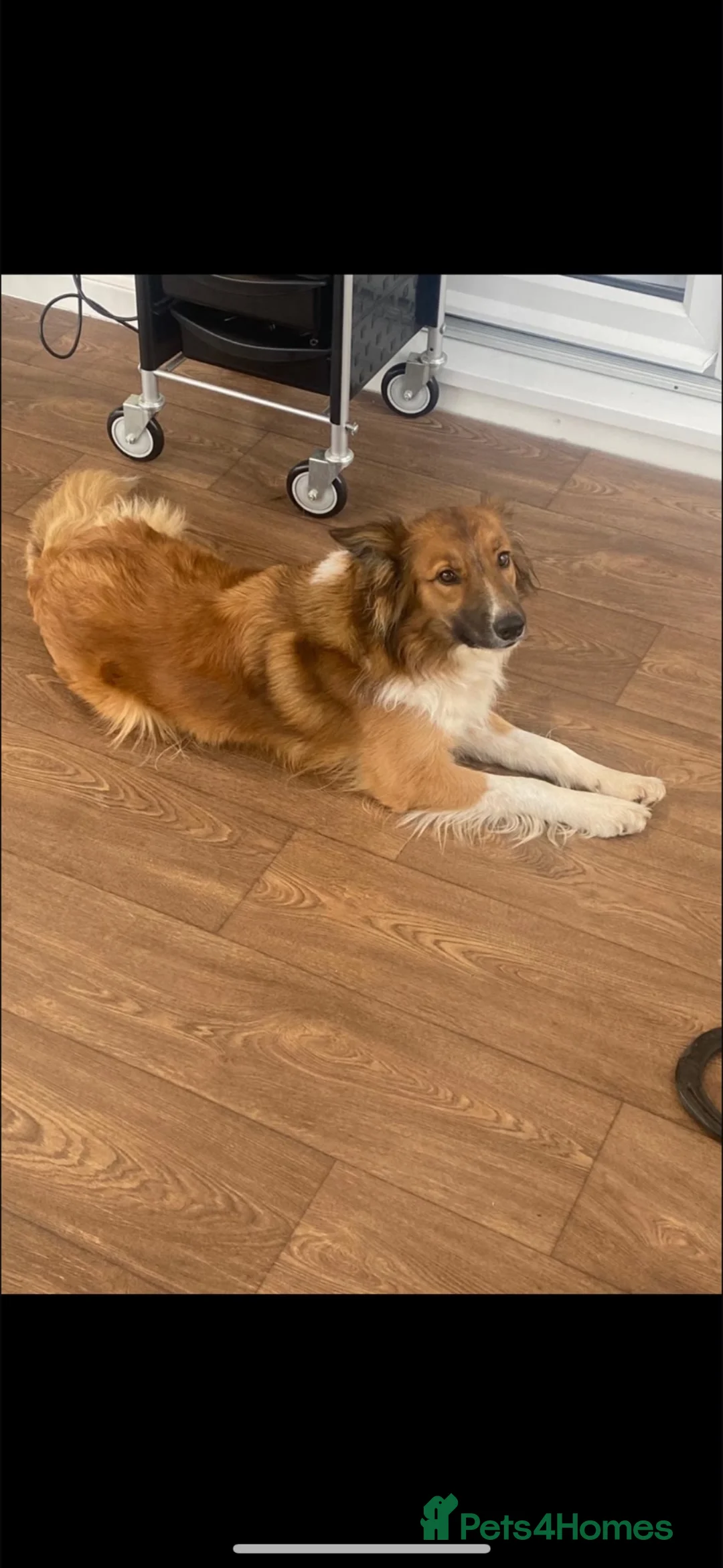 Mixed Breed dogs for sale: Collie puppy’s  in Ivybridge - Advert 21
