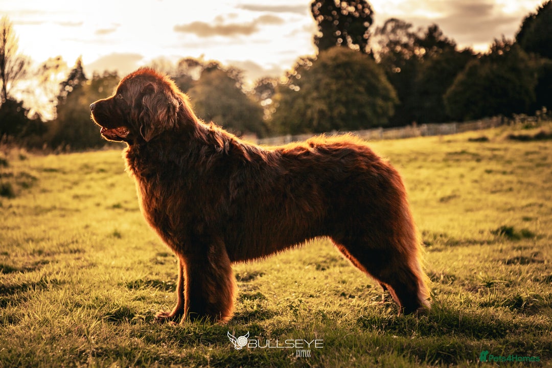 Newfoundland dogs for stud: KC Brown Newfoundland Stud - Advert 6