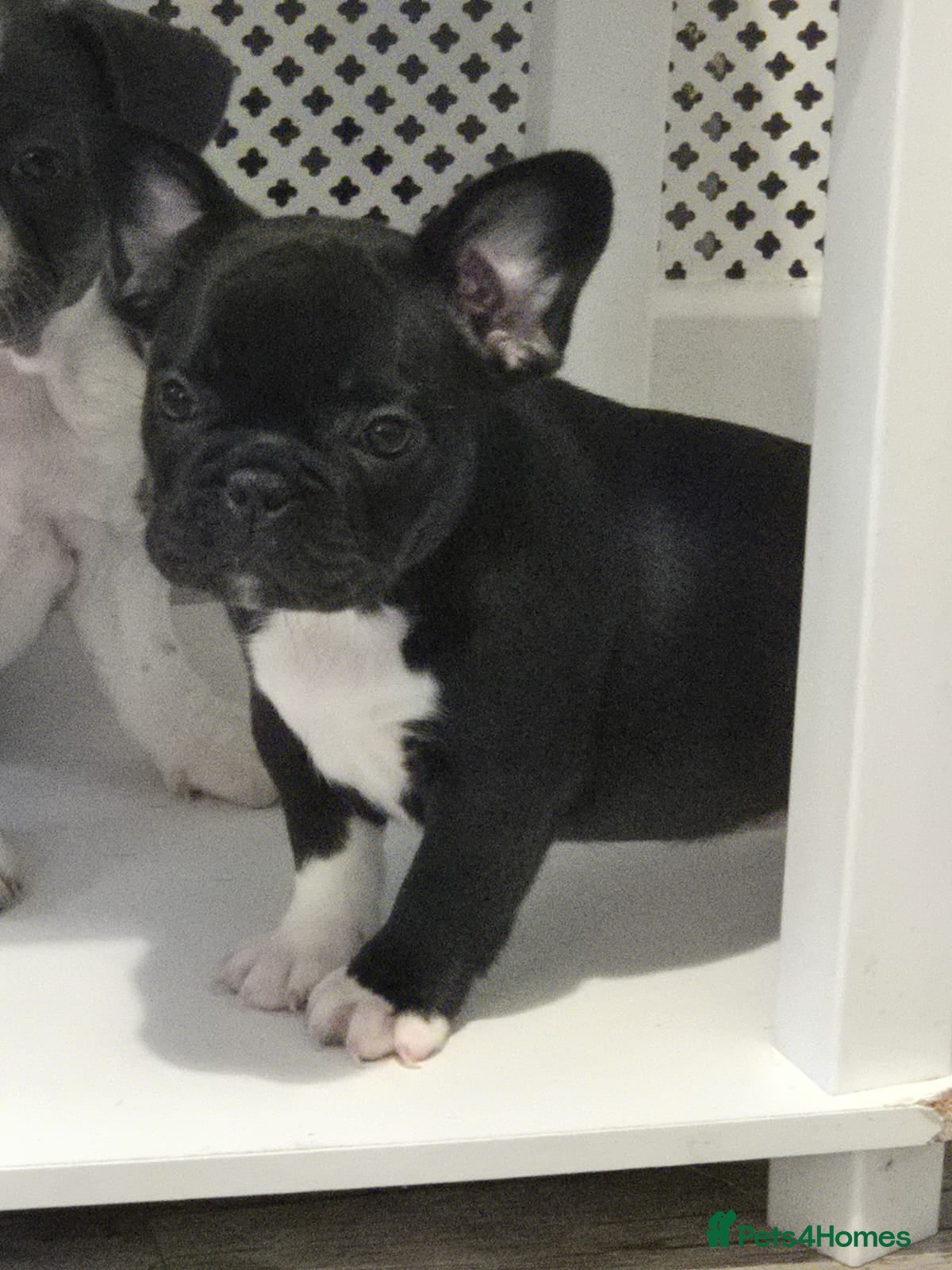 French Bulldog dogs french bulldog puppies - Advert 3