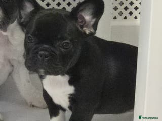 French Bulldog dogs french bulldog puppies - Advert 6