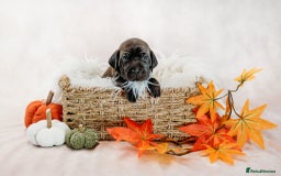 Mixed Breed dogs for sale: Final 2  puppies sharpei x show cocker   - Image 13