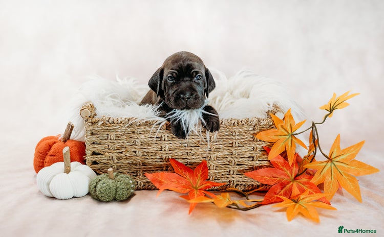 Mixed Breed dogs - Advert 1