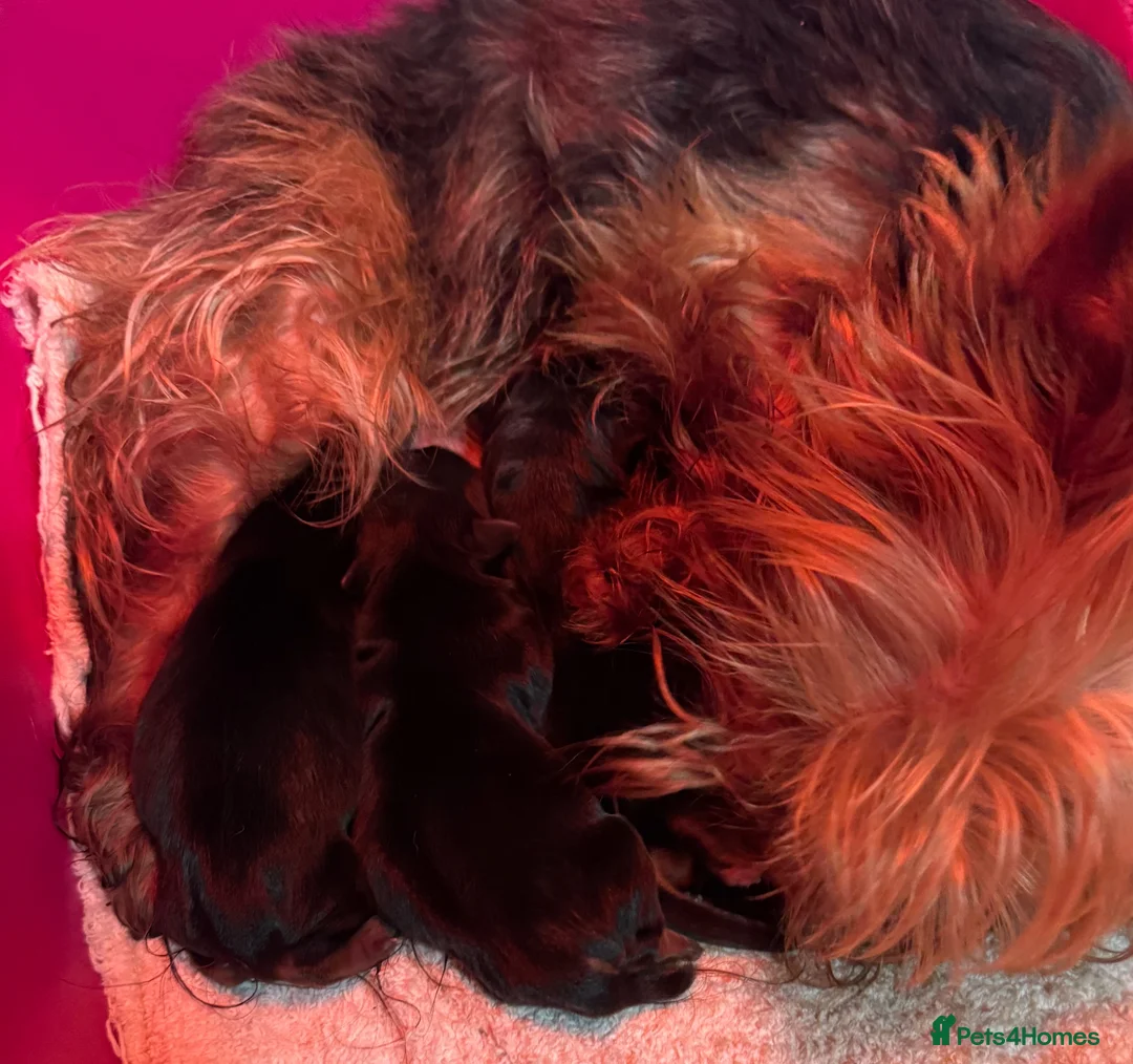 Yorkshire Terrier dogs for sale:  Yorkshire Terrier puppies. - Advert 26