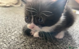 Mixed Breed cats for sale: Mixed grey kittens  - Image 6