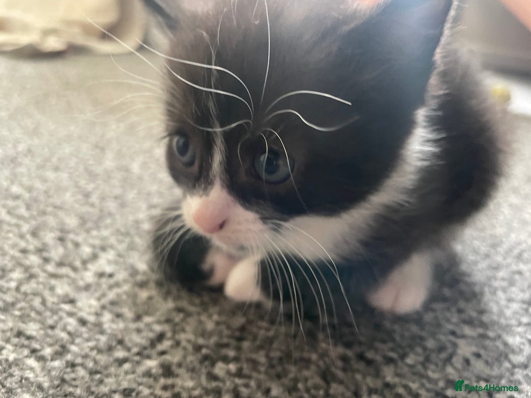 Mixed Breed cats for sale: Mixed grey kittens  - Image 6