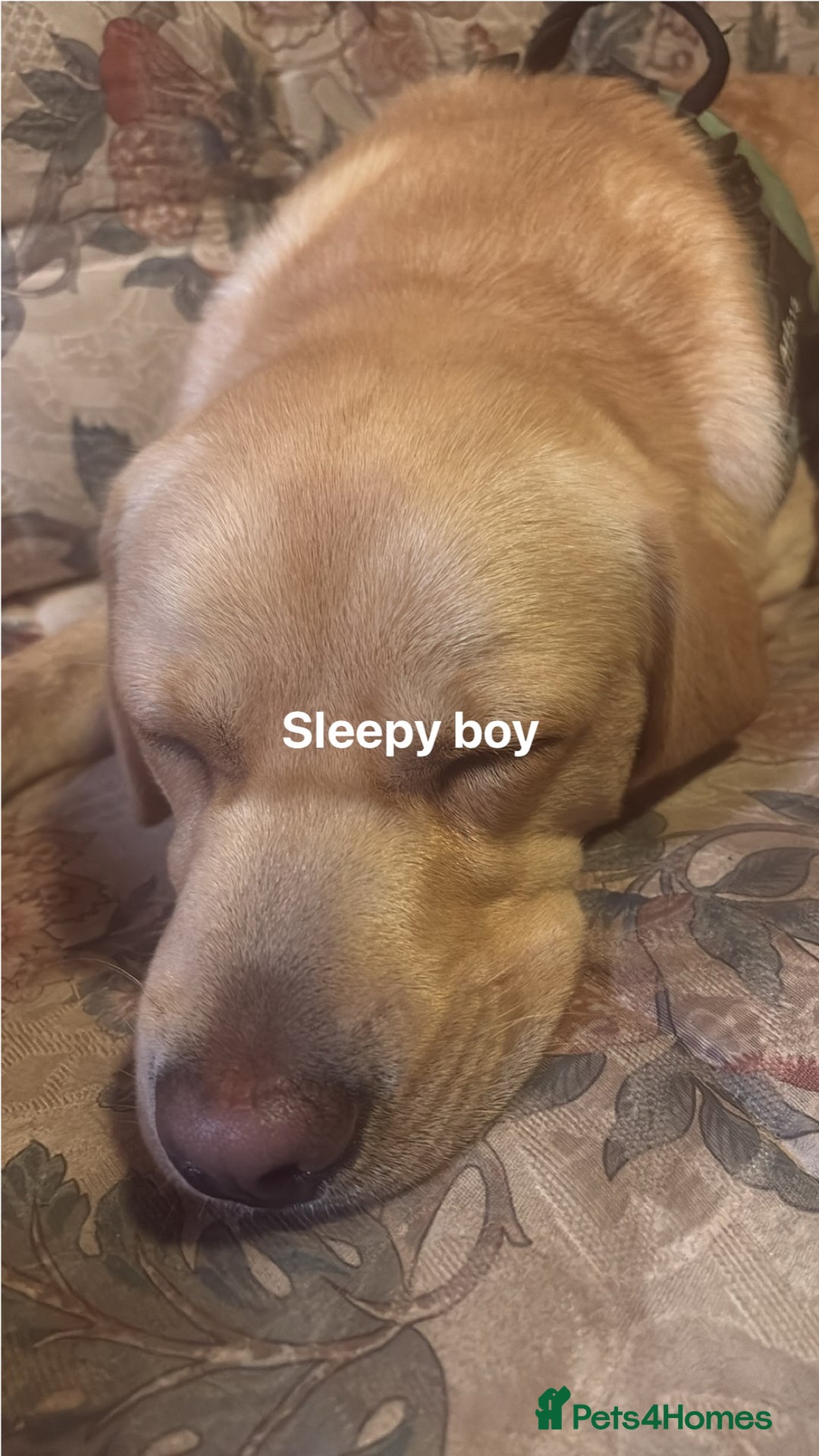 Labrador Retriever dogs for sale: Arlo 10 month old lab  - Advert 4