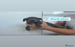 Staffordshire Bull Terrier dogs for sale: 3 blue Staffordshire bull terriers males  - Image 4