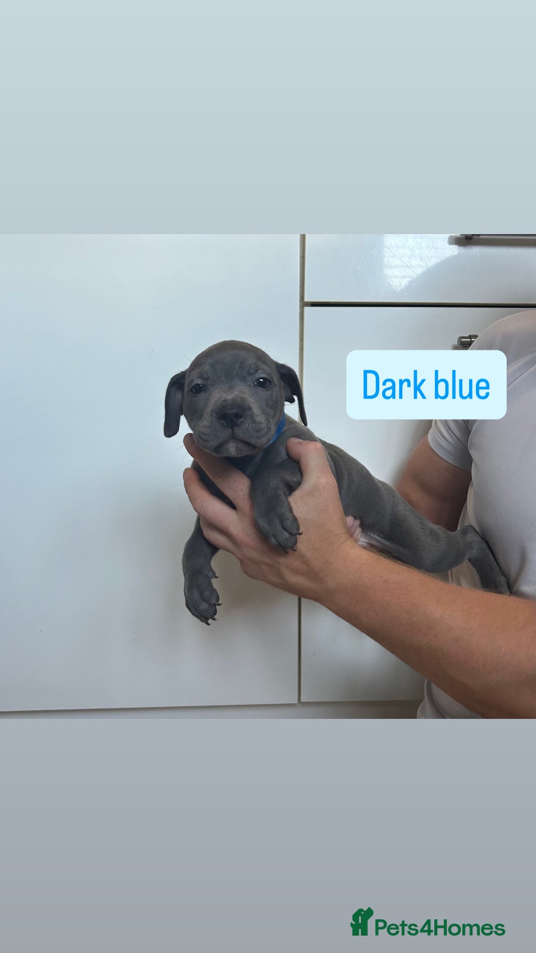 Staffordshire Bull Terrier dogs for sale: 3 blue Staffordshire bull terriers males  - Image 4