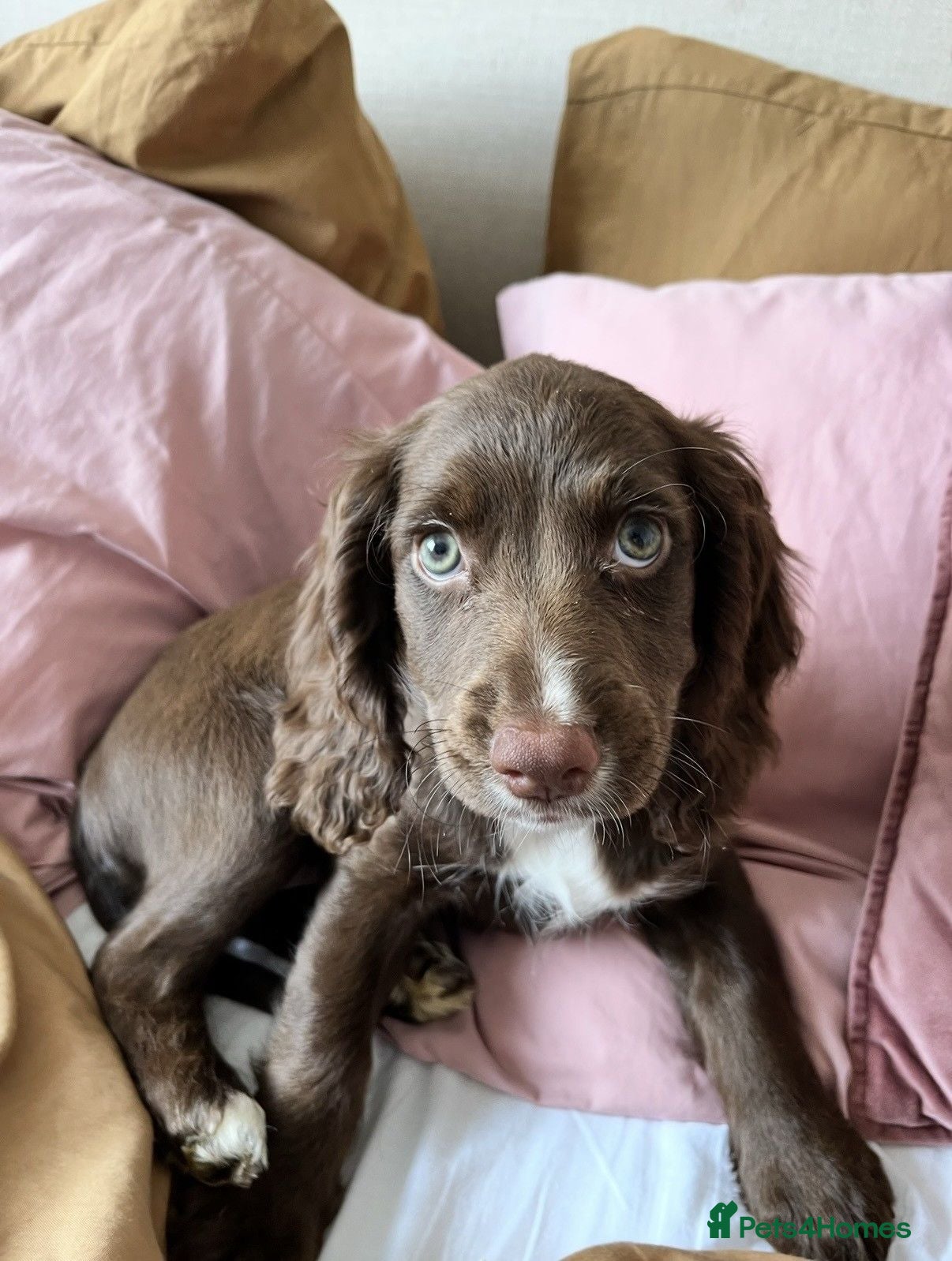 Sprocker dogs Pre Birth: Sprocker Puppies due in July - Advert 15