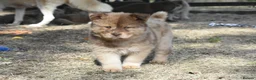 Chow Chow dogs for sale: Genuine chowski puppies  - Advert 28