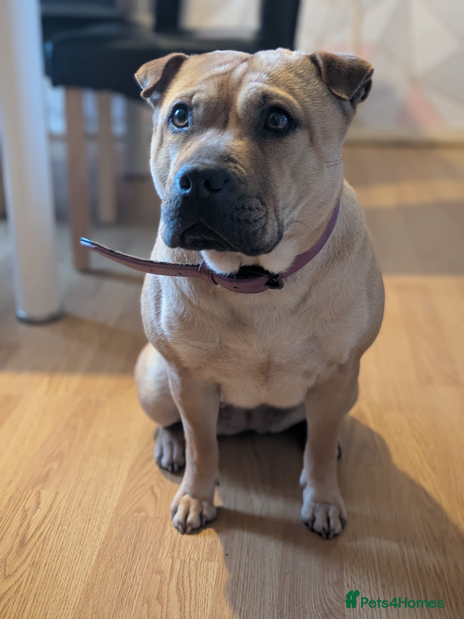 Mixed Breed dogs for sale: 3 year old dog - Advert 1