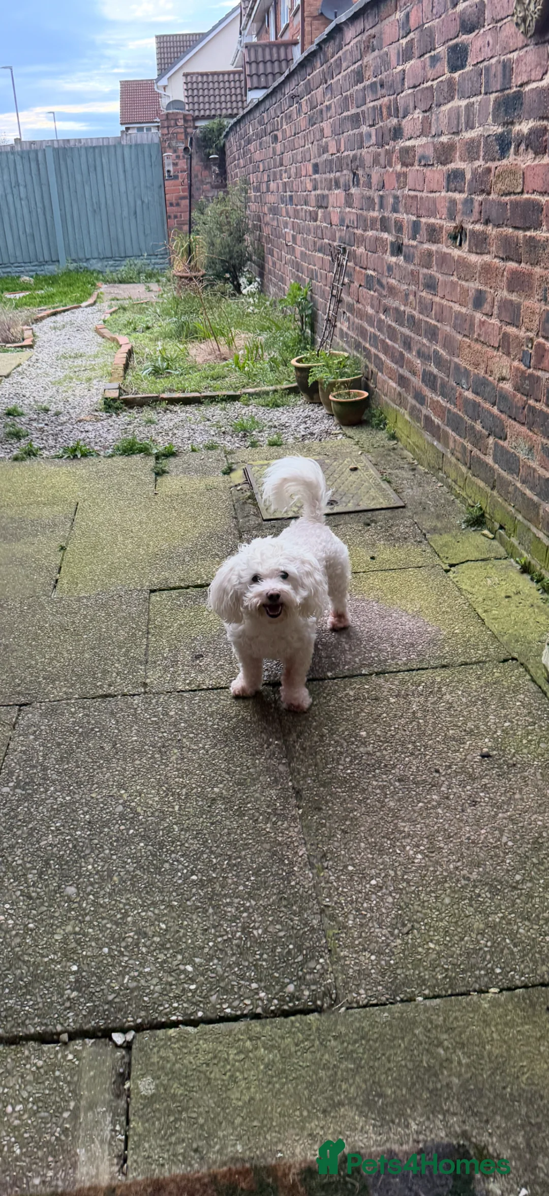 Poochon dogs for sale: Poochon for adoption  - Advert 4