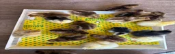 Chickens poultry for sale: Chicks & Hatching Eggs Pure breed - Advert 2