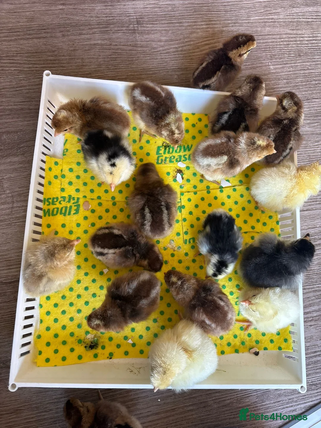 Chickens poultry for sale: Chicks & Hatching Eggs Pure breed - Advert 2