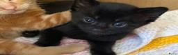 Mixed Breed cats for sale: One Tortoiseshell and two black kittens for sale  in Taunton - Advert 3