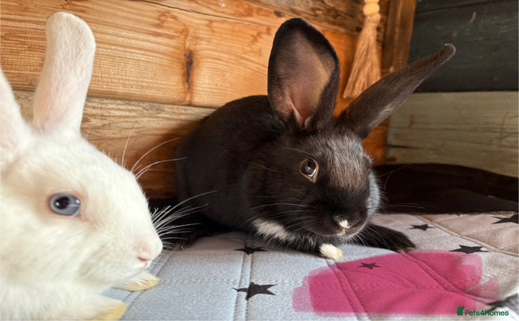 Mini Lop rabbits - Advert 3