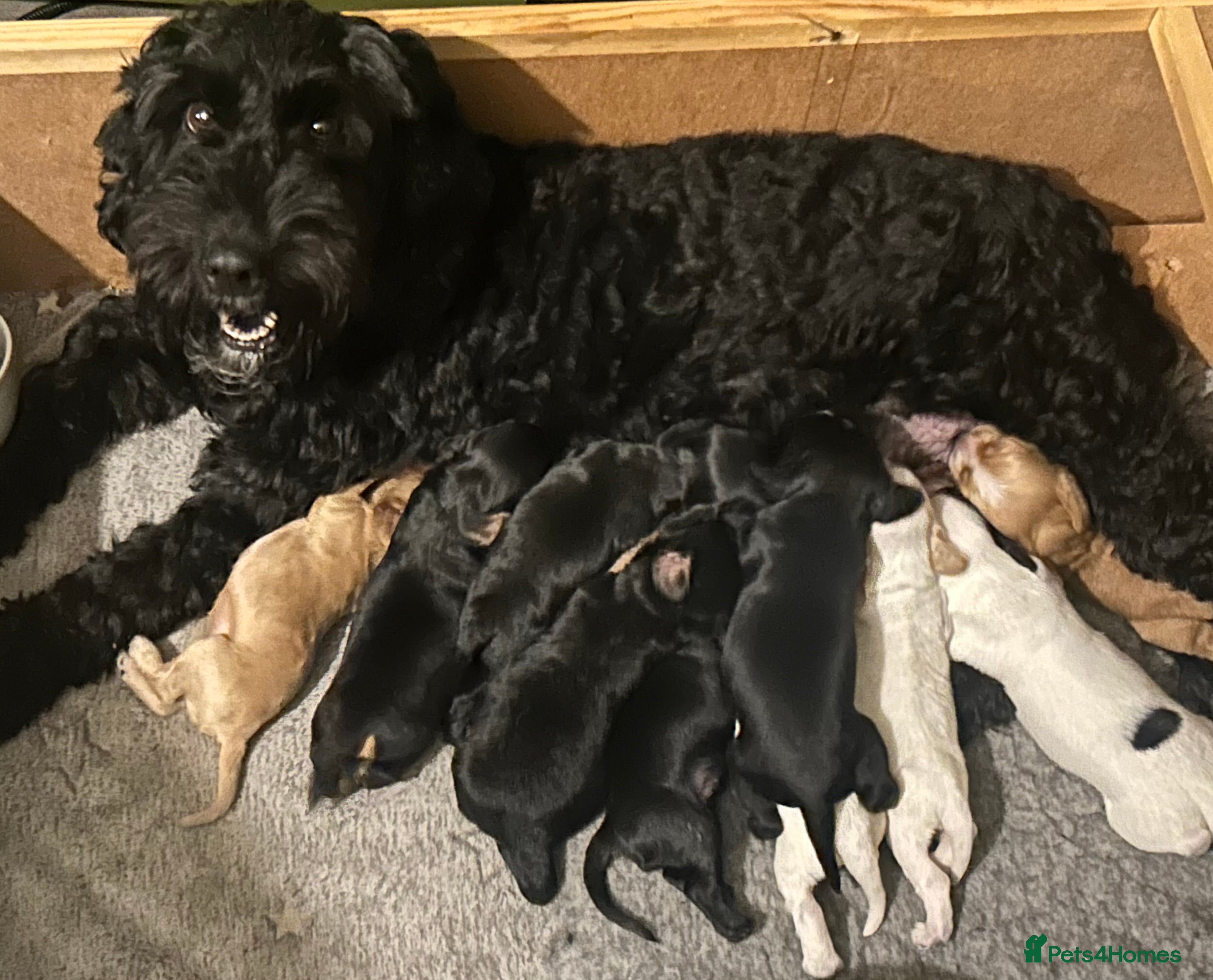 Mixed Breed dogs Cockapoo / Sprocker Puppies - Advert 9