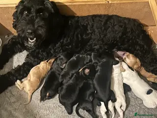 Mixed Breed dogs Cockapoo / Sprocker Puppies - Advert 9