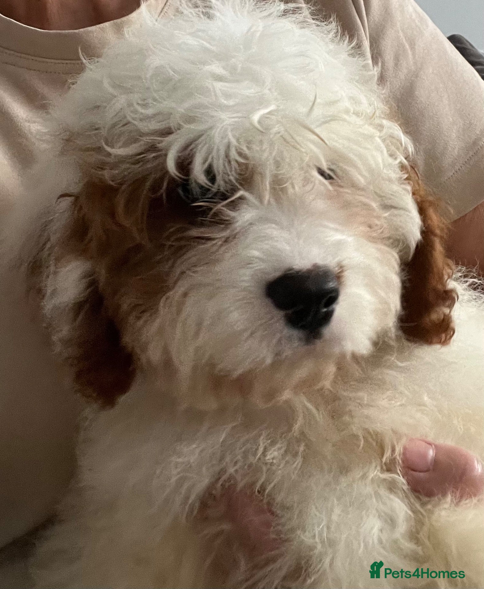Cavapoo dogs Adorable F1 health clear cavapoo puppies - Advert 3