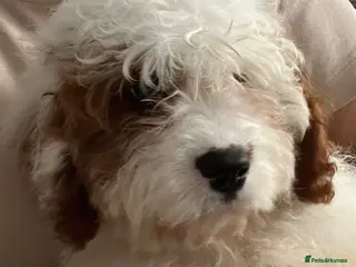 Cavapoo dogs Adorable F1 health clear cavapoo puppies - Advert 3