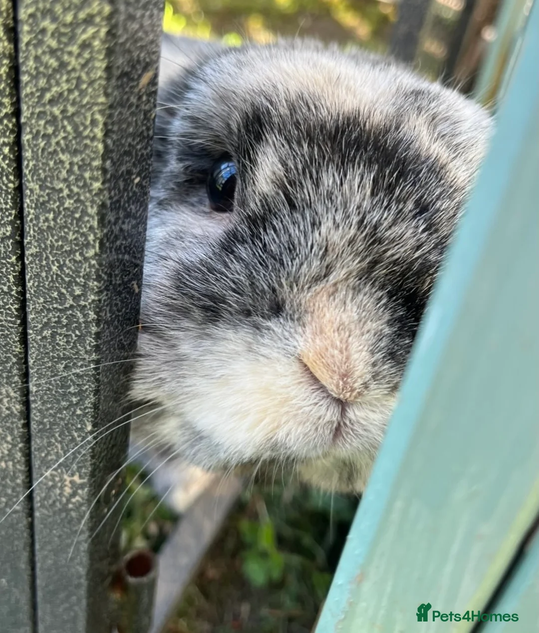 Mini Lop rabbits for sale: Rabbit Mini lop for sale  - Advert 2