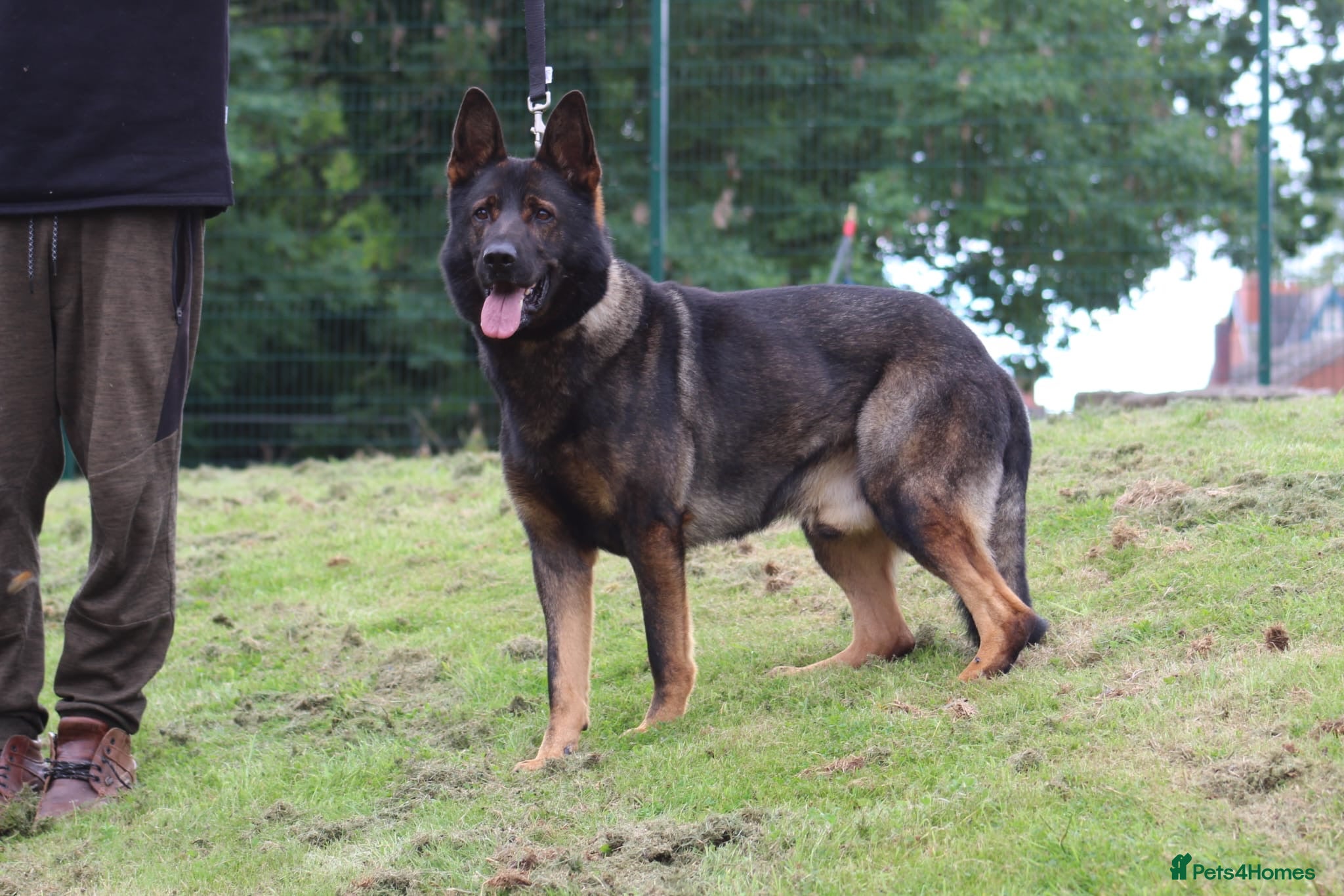 German Shepherd dogs **CZECH IMPORT STUD LIMITED TIME ** in Birmingham - Advert 24