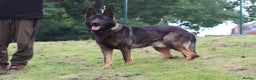 German Shepherd dogs for stud: **CZECH IMPORT STUD LIMITED TIME ** in Birmingham - Advert 1