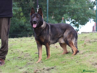 German Shepherd dogs in Birmingham - Advert 1