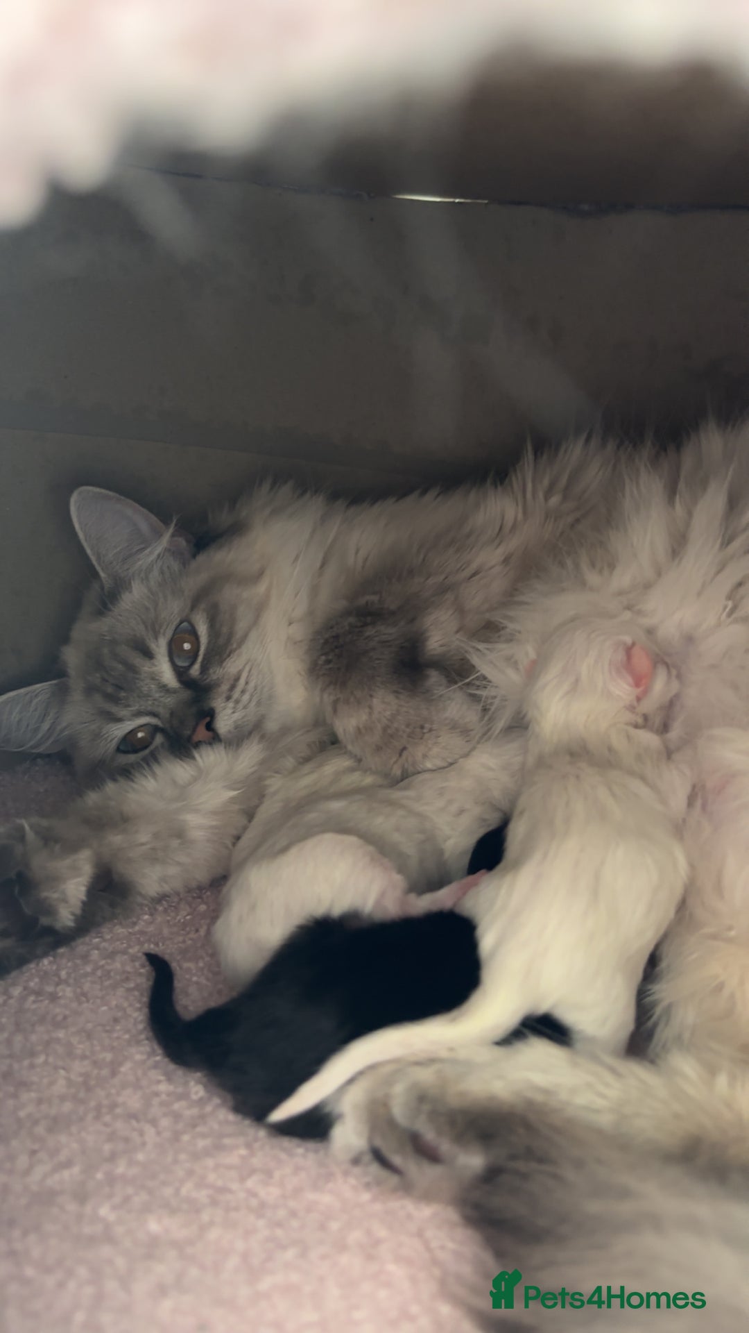 Ragdoll cats for sale: LAST KITTEN LEFT 🎀 - Image 8
