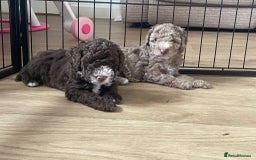 Miniature Poodle dogs for stud: Ralph-Chocolate Merle miniature poodle stud  - Image 20