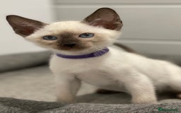 Siamese cats for sale: GCCF Registered Traditional Siamese Kittens  - Image 7